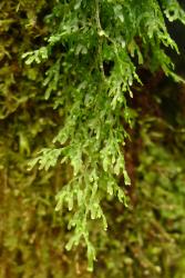 Hymenophyllum pulcherrimum. Fertile frond showing sori with elliptic or almost orbicular indusial flaps.  
 Image: L.R. Perrie © Te Papa 2013 CC BY-NC 3.0 NZ